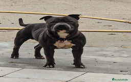 Staffordshire Bull Terrier perros en venta: Staffordshire bull terrier Blue - Imagen 8