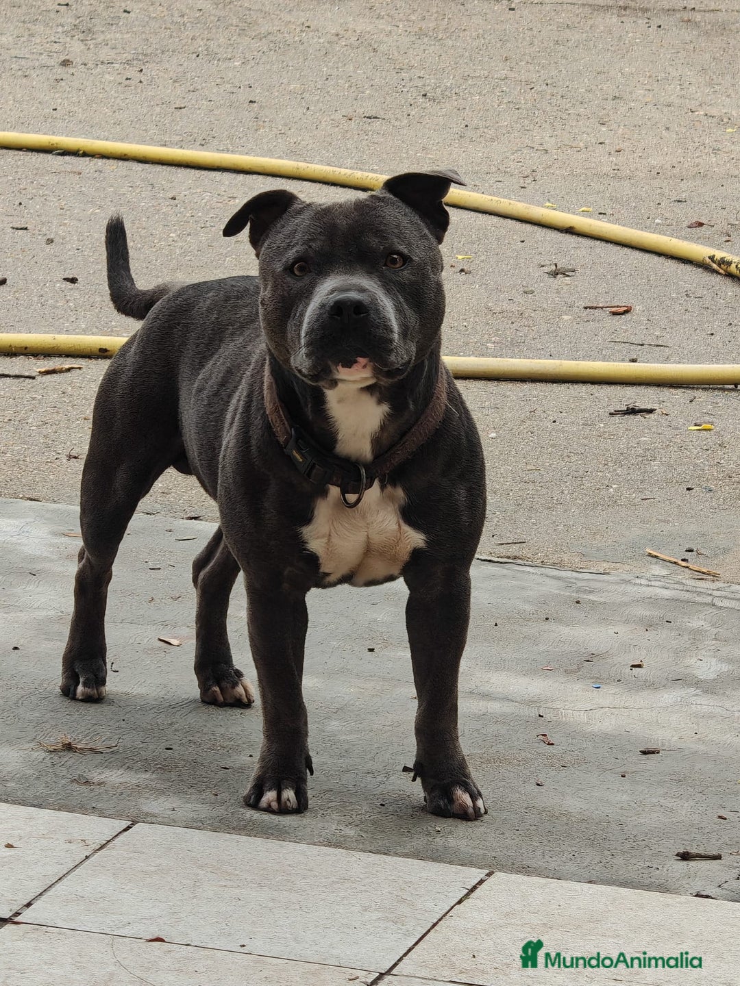 Staffordshire Bull Terrier perros en venta: Staffordshire bull terrier Blue - Imagen 8