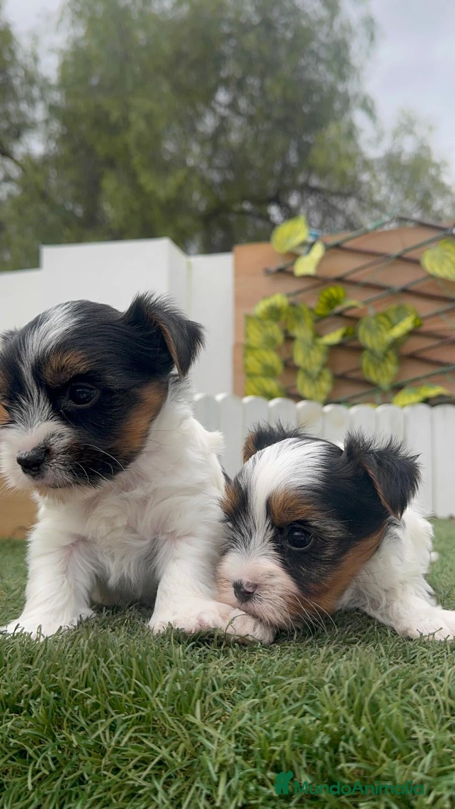 Yorkshire Terrier perros YORKSHIRE BIEWER MACHO - Anuncio 9