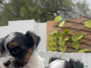 Yorkshire Terrier perros YORKSHIRE BIEWER MACHO - Anuncio 4