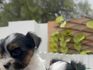 Yorkshire Terrier perros YORKSHIRE BIEWER MACHO - Anuncio 11