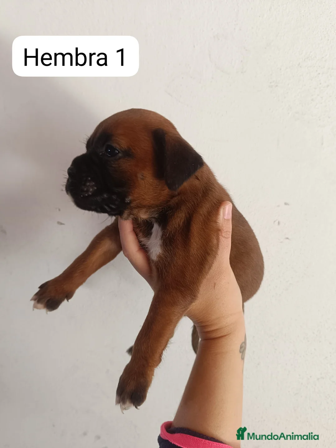 Boxer perros en venta: Boxer  - Anuncio 6