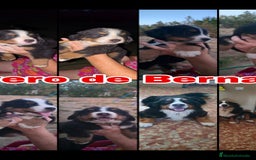 Boyero de Berna perros en venta: Boyero de Berna  - Imagen 2