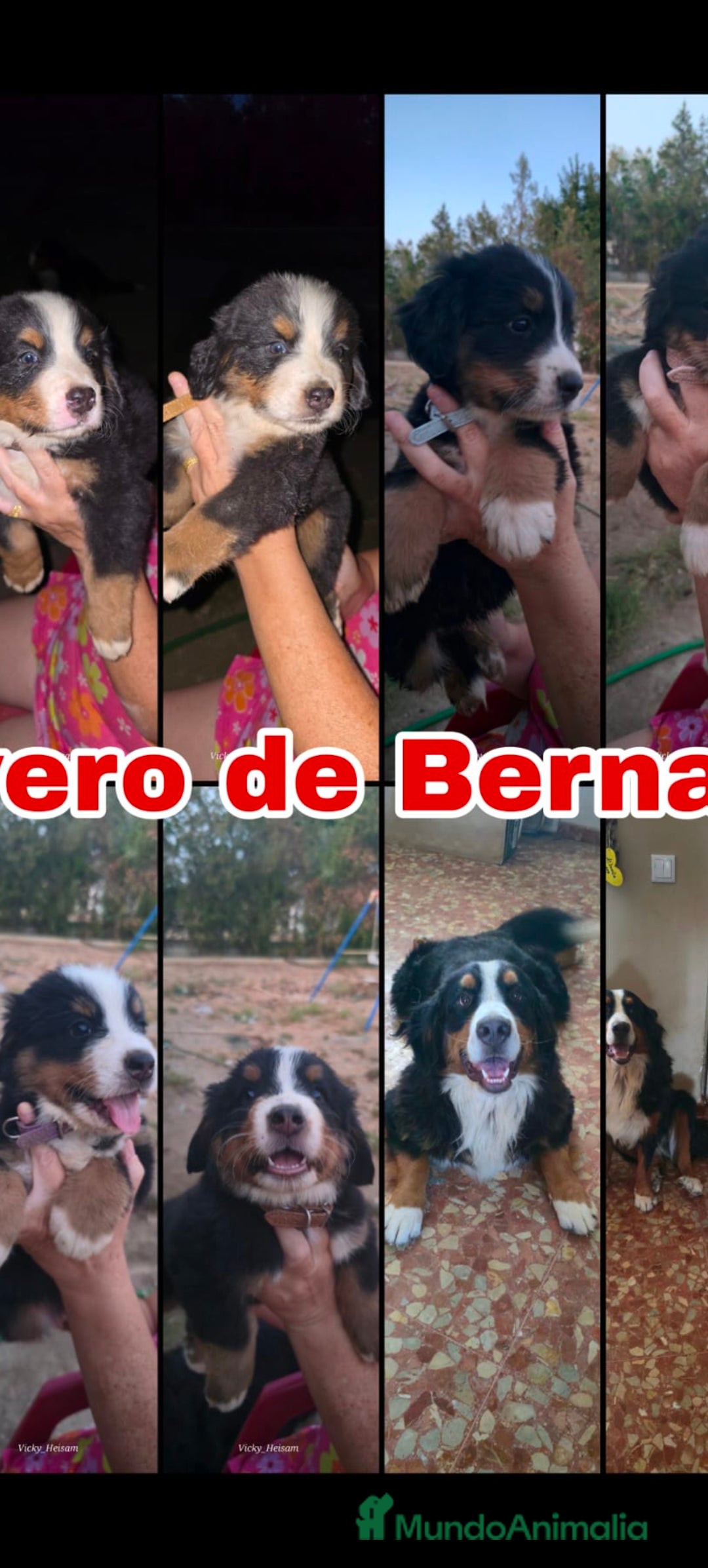 Boyero de Berna perros en venta: Boyero de Berna  - Imagen 2