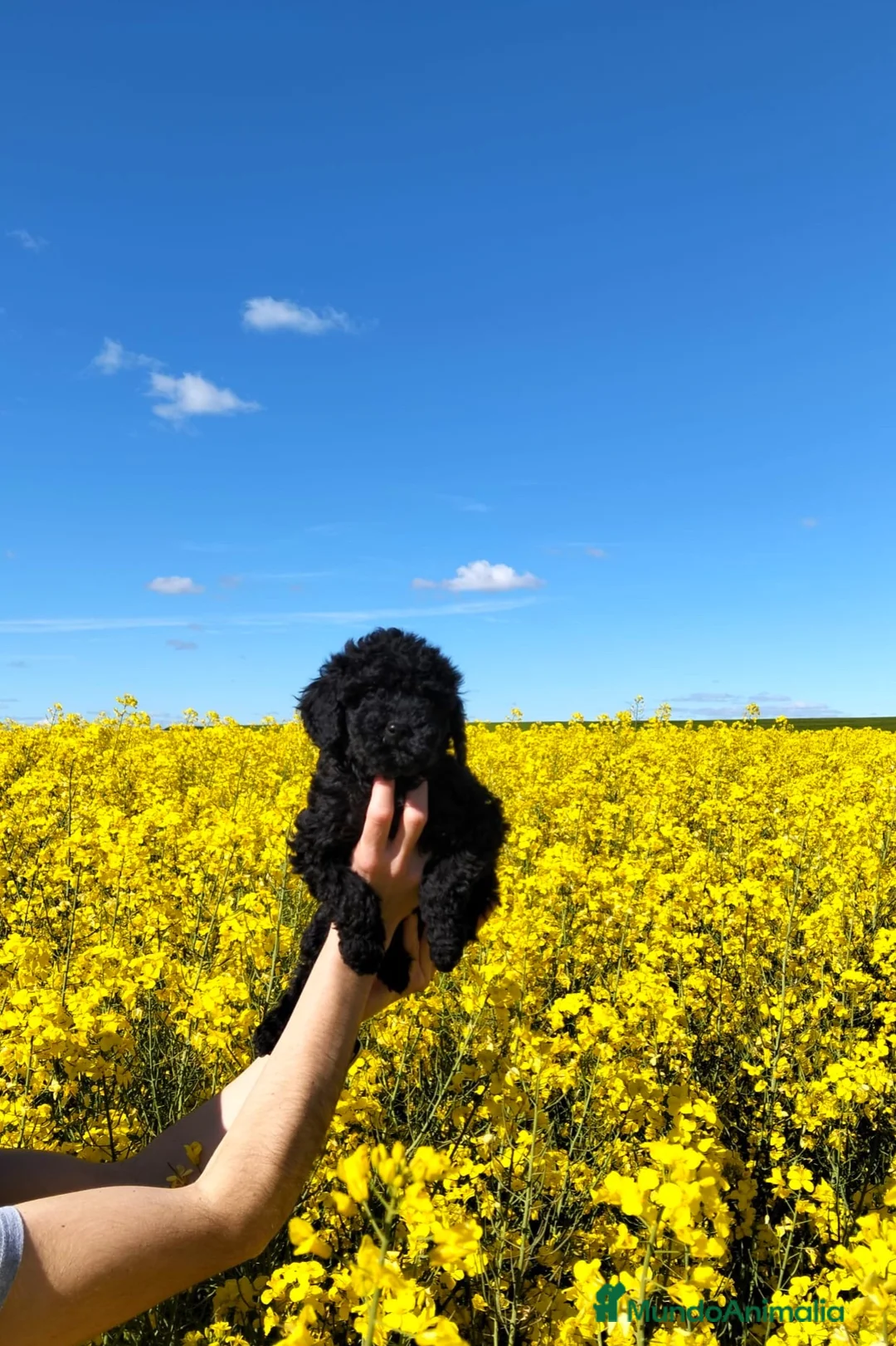 Caniche Toy perros en venta: Caniche negro  - Anuncio 1