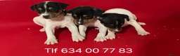 Ratonero Bodeguero Andaluz perros en venta: Lindos Bodegueros  - Anuncio 3