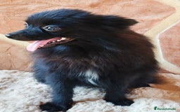 Pomerania perros en venta: POMERANIA SPITZ  - Imagen 4