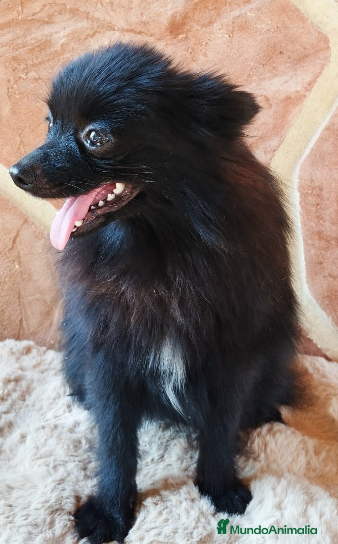 Pomerania perros en venta: POMERANIA SPITZ  - Imagen 4