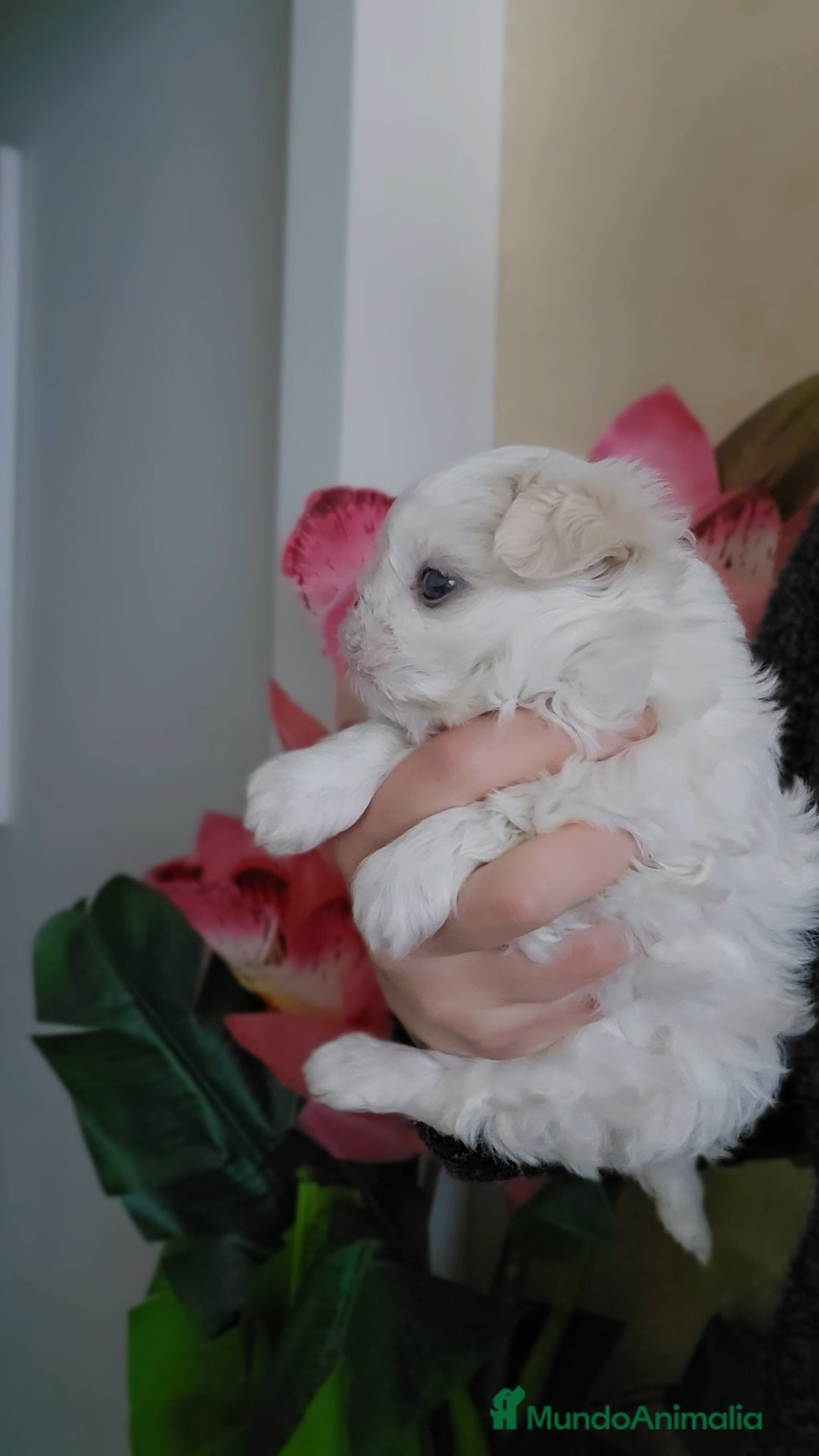 Bichón Maltés perros en venta: Cachorro Maltés Macho en Venta  - Anuncio 5