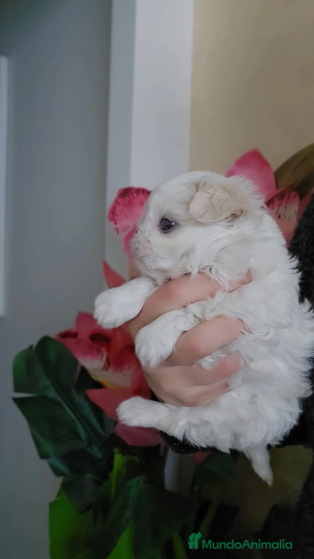 Bichón Maltés perros en venta: Cachorro Maltés Macho en Venta  - Anuncio 5