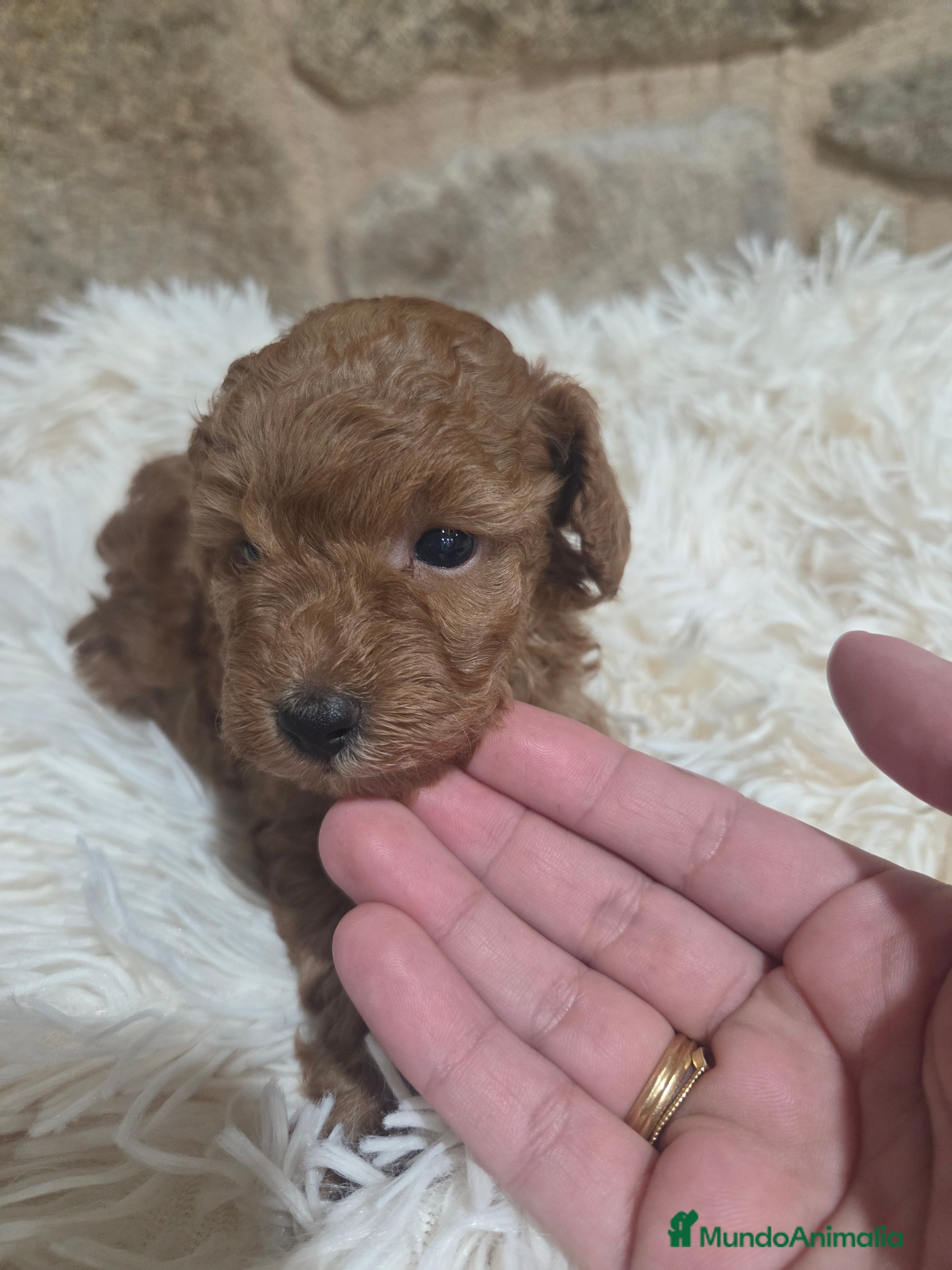 Caniche Toy perros Caniche toy - Anuncio 9