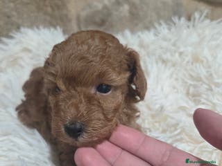 Caniche Toy perros Caniche toy - Anuncio 17