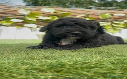 Perro de Agua Español perros en venta: PERRO DE AGUA ESPAÑOL - Imagen 15