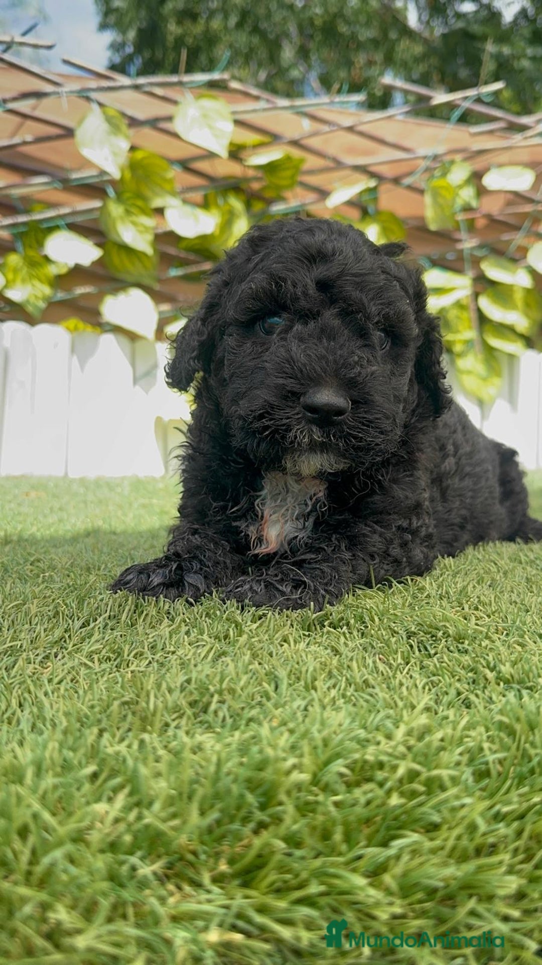 Perro de Agua Español perros en venta: PERRO DE AGUA ESPAÑOL - Imagen 15