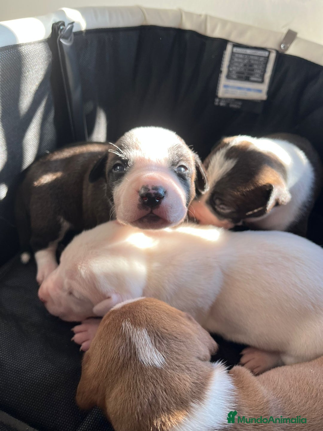 American Staffordshire-Terrier perros en venta: Americana stanfford  - Anuncio 3