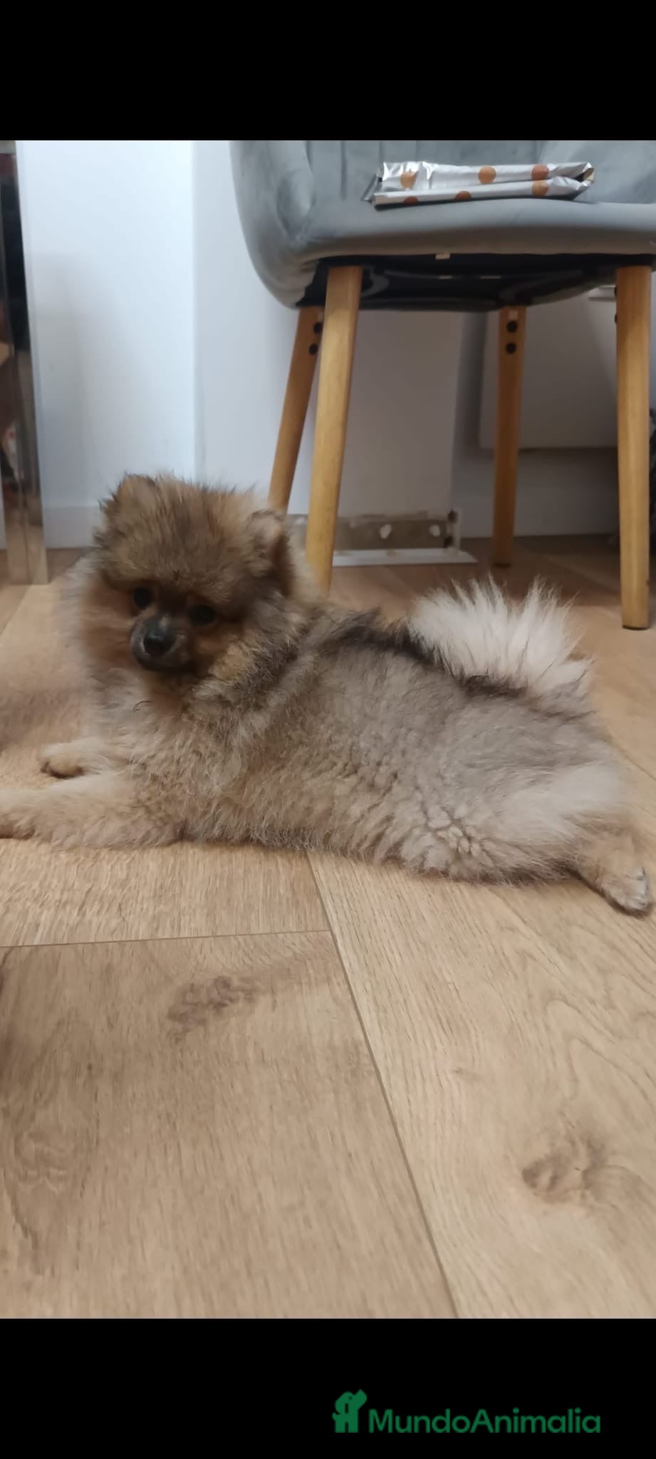 Pomerania perros Pomerania toy - Anuncio 2