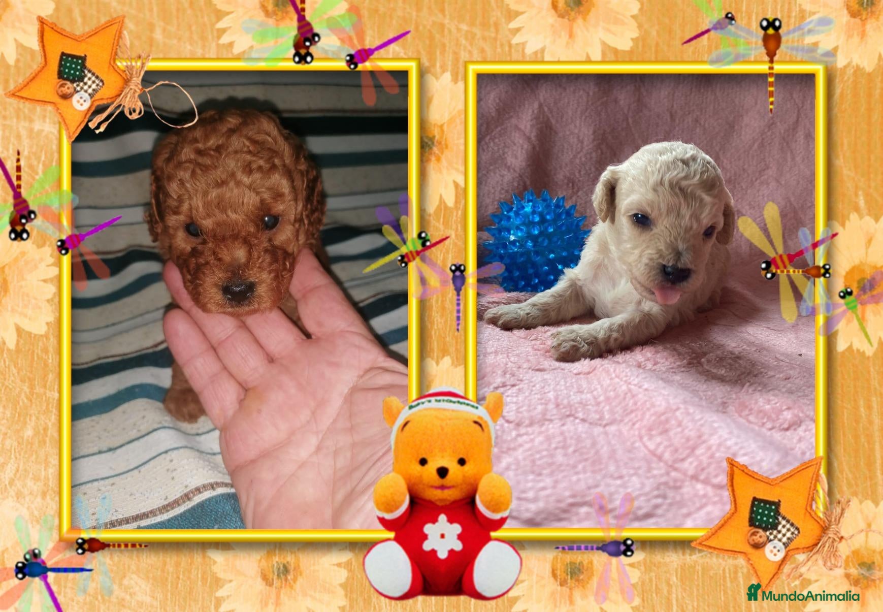 Caniche Toy perros Caniche toy, oportunidad - Anuncio 1