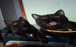 Exótico de Pelo Corto gatos en venta: Raza exótica - Imagen 4