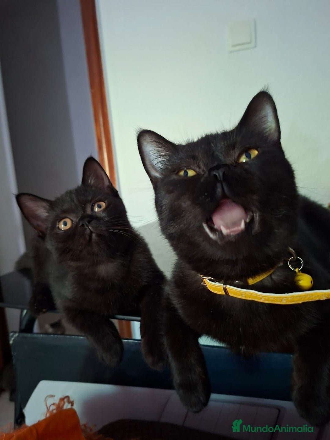 Exótico de Pelo Corto gatos en venta: Raza exótica - Imagen 4