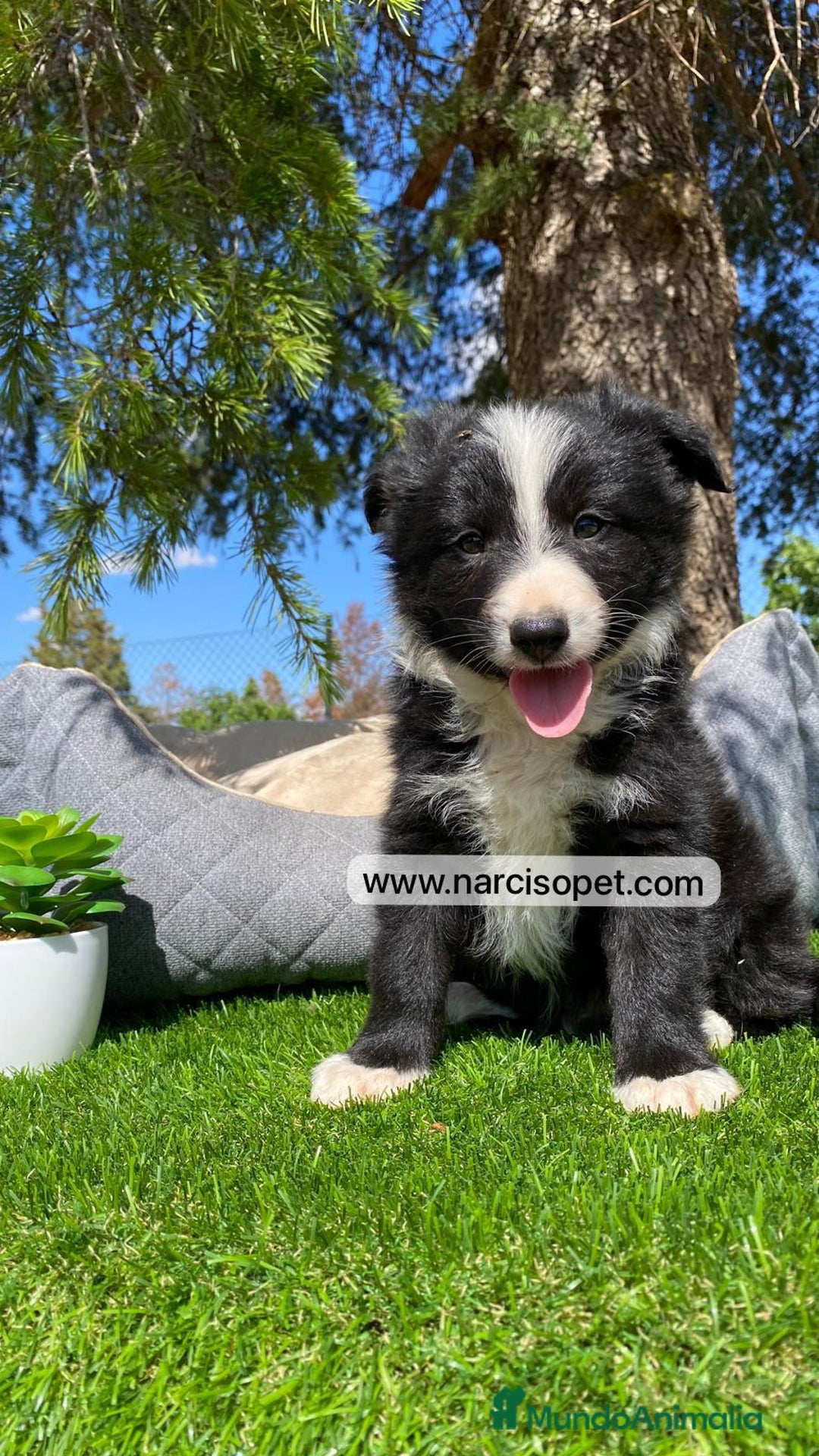 Border Collie perros en venta: BEBE DE BORDER COLLIE BLANCO - Imagen 1