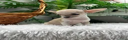 Chihuahua perros en venta: CHIHUAHUA HEMBRA - Anuncio 9