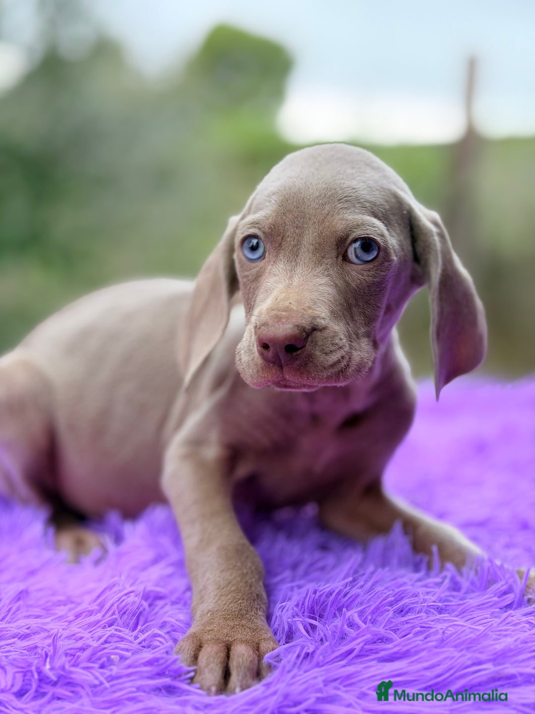 Weimaraner perros en venta: Braco de Weimar  - Anuncio 4