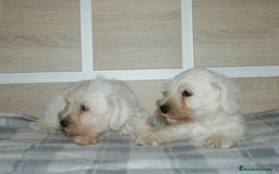 Pinscher Miniatura perros en venta: CACHORRITOS DE SCHNAUZER MINIATURA  - Imagen 15