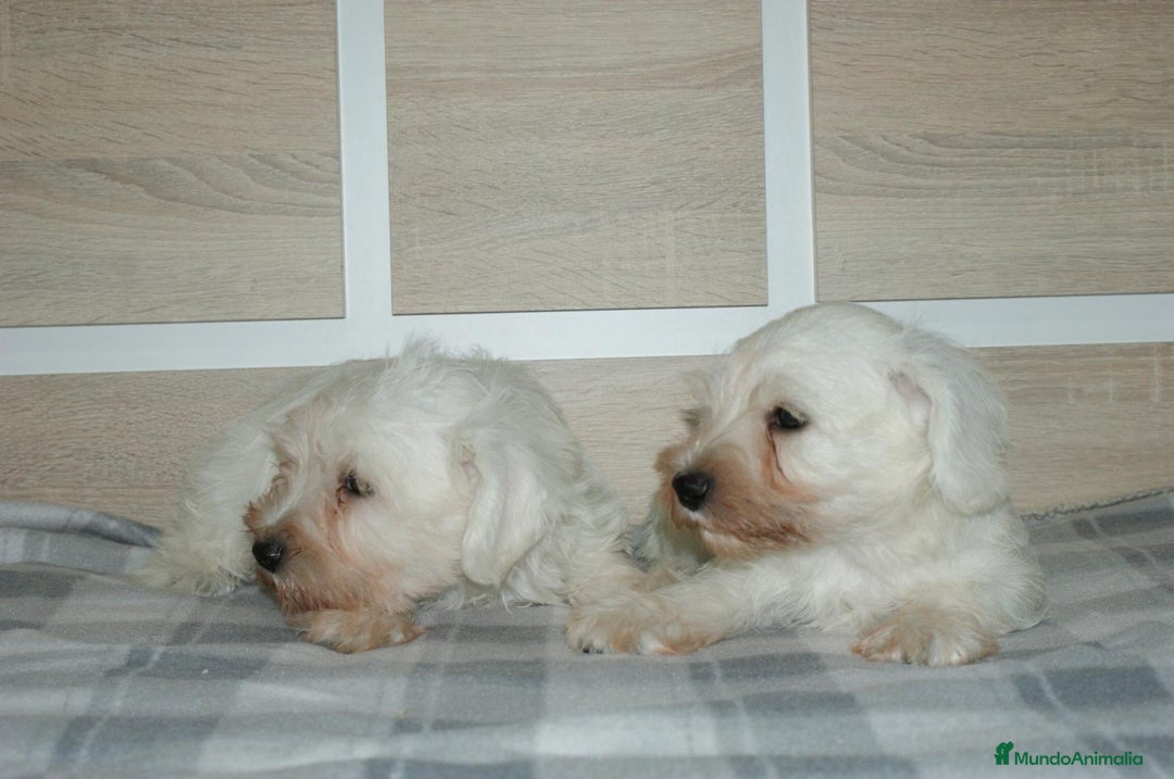 Pinscher Miniatura perros en venta: CACHORRITOS DE SCHNAUZER MINIATURA  - Imagen 15