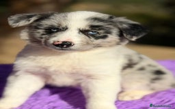 Border Collie perros en venta: BORDER COLLIE MERLE OJOS AZULES - Anuncio 1