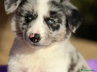 Border Collie perros BORDER COLLIE MERLE OJOS AZULES - Anuncio 32