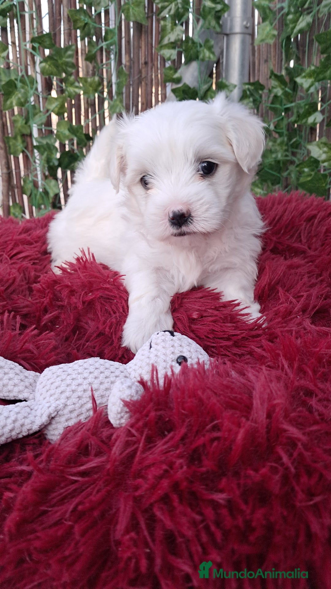 Bichón Maltés perros en venta: Bebés bichon maltés  - Imagen 3