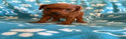Caniche Toy perros en venta: Caniche mini toy  - Anuncio 3