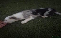 Border Collie perros en venta: BORDER COLLIE  - Imagen 15