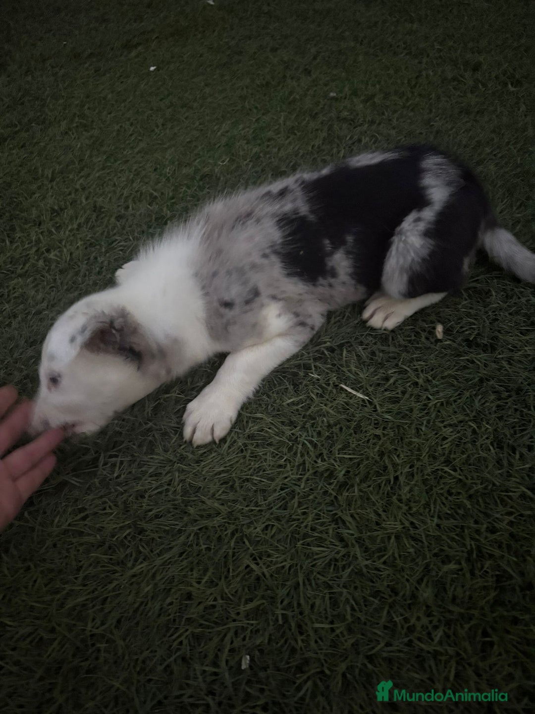 Border Collie perros en venta: BORDER COLLIE  - Imagen 15