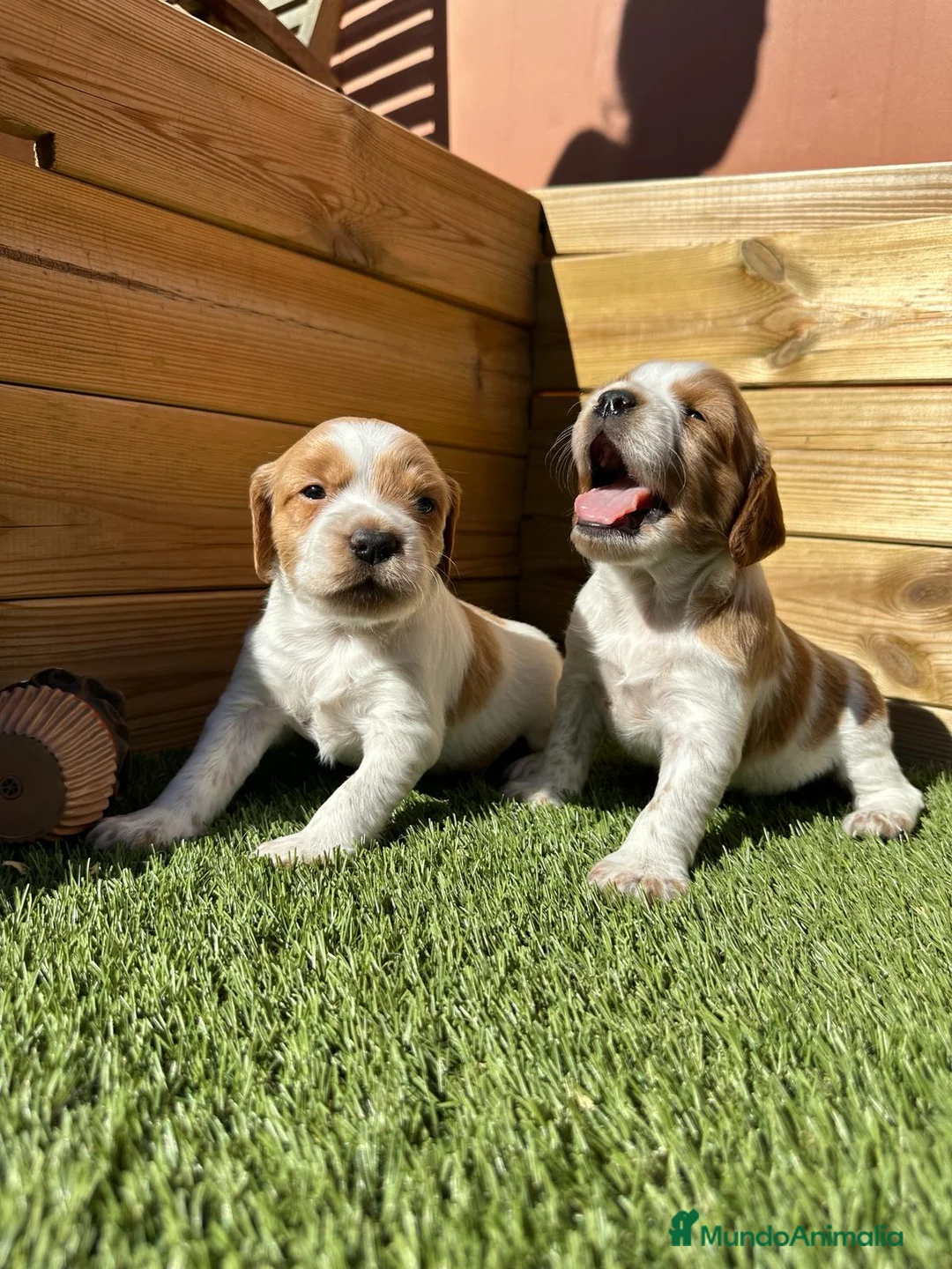 Épagneul Breton perros en venta: BRETON  en Barcelona - Anuncio 2