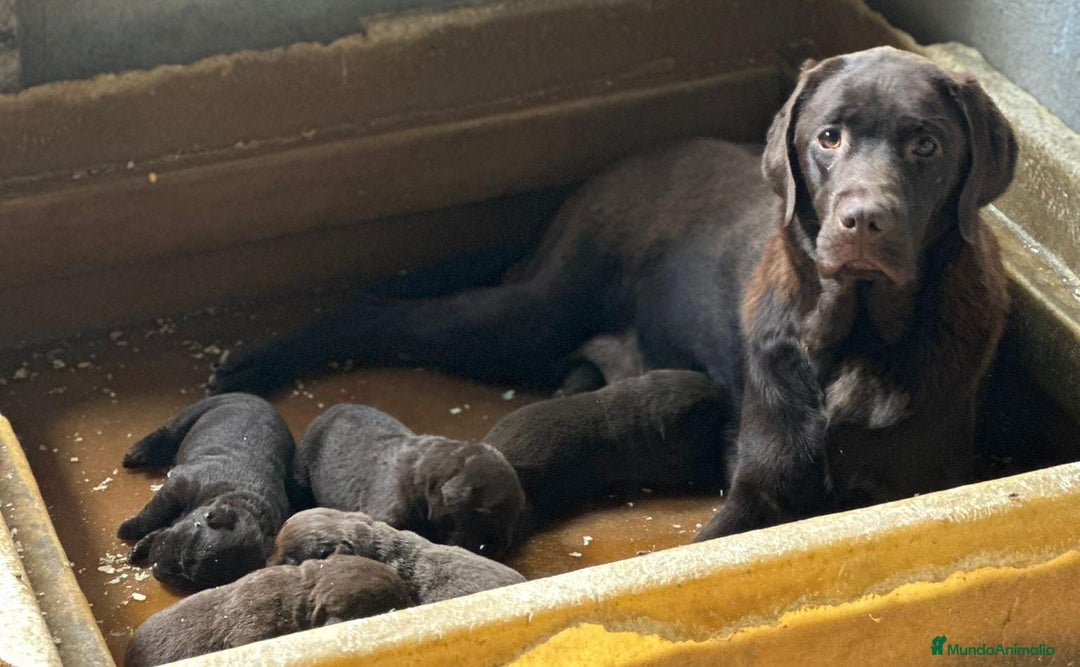 Labrador Retriever perros en venta: LABRADOR RETRIEVER CHOCOLATE HEMBRA - Imagen 6