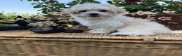 Maltipoo perros en venta: Maltipoo  - Anuncio 5