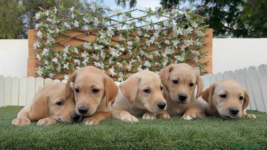 Labrador Retriever perros en venta: LABRADOR RETRIEVER - Anuncio 18