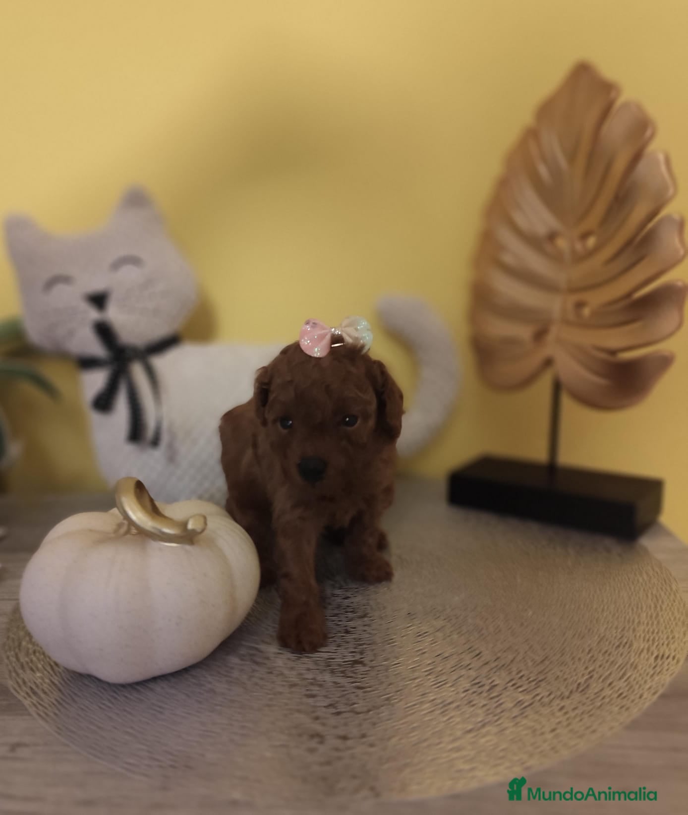 Caniche Toy perros Caniche toy toy - Anuncio 29