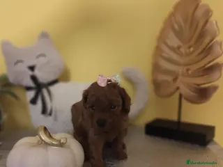 Caniche Toy perros Caniche toy toy - Anuncio 28