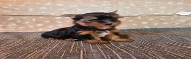 Yorkshire Terrier 1