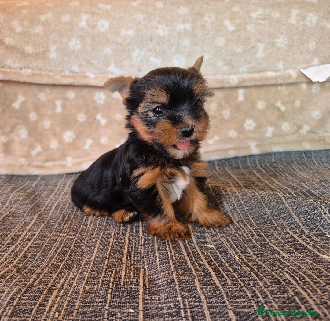 Yorkshire Terrier perros en venta: Cachorro de yorkshire terrier  - Anuncio 2
