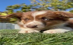 Border Collie perros en venta: BORDER COLLIE HEMBRA - Anuncio 12