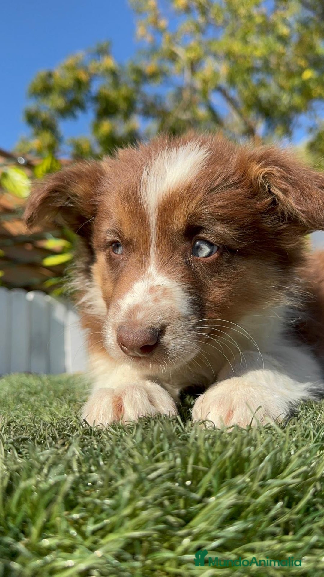 Border Collie perros en venta: BORDER COLLIE HEMBRA - Anuncio 12