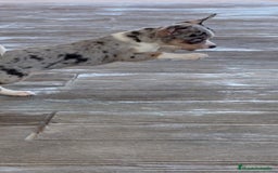Chihuahua perros en venta: 🌈 Chihuahuas únicos: Luxor, Ronda y Paddy - Imagen 7