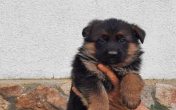 Pastor Alemán perros en venta: Pastores alemanes  - Imagen 5