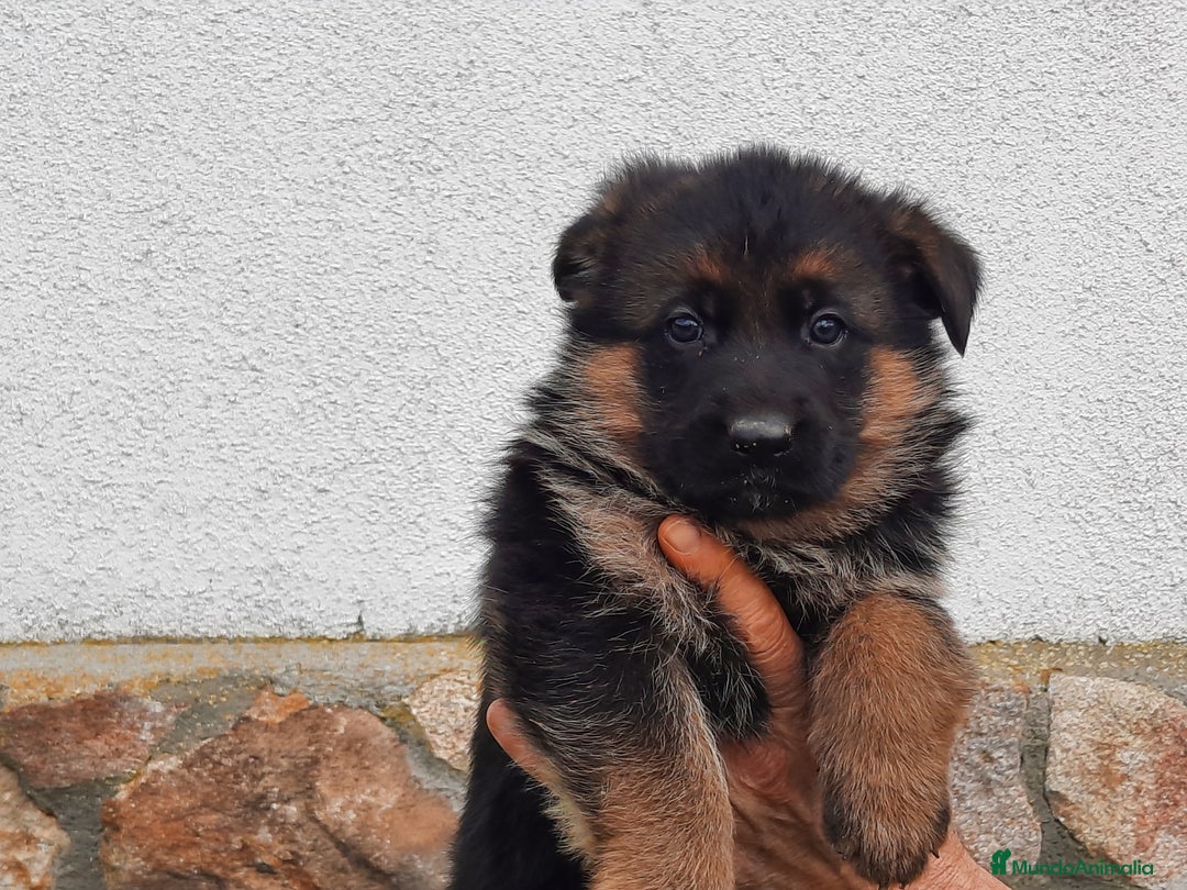 Pastor Alemán perros en venta: Pastores alemanes  - Imagen 5