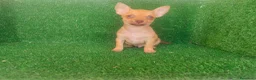 Chihuahua perros en venta: Chihuahua  - Anuncio 17