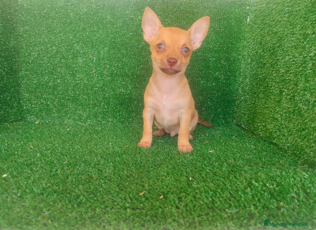 Chihuahua perros en venta: Chihuahua  - Anuncio 17