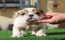 Bulldog Inglés perros en venta: Bulldog ingles calidad  - Imagen 2